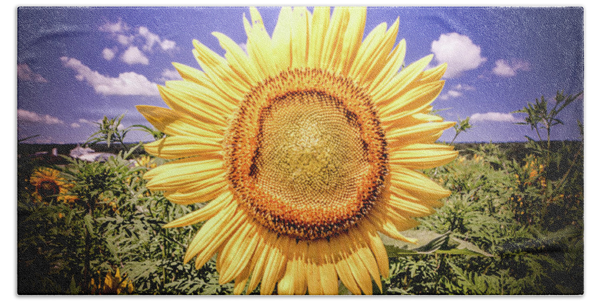 Single Beach Towel featuring the photograph Single Sunflower by Jim DeLillo