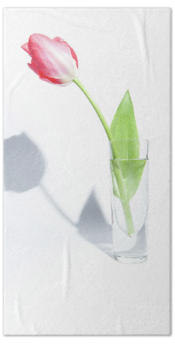 Cut Flower Beach Towel featuring the photograph Single Tulip in a Glass Vase by Helen Jackson