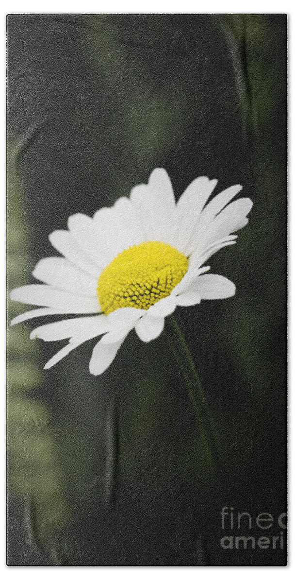 Flower Beach Towel featuring the photograph Single wild daisy by Simon Bratt