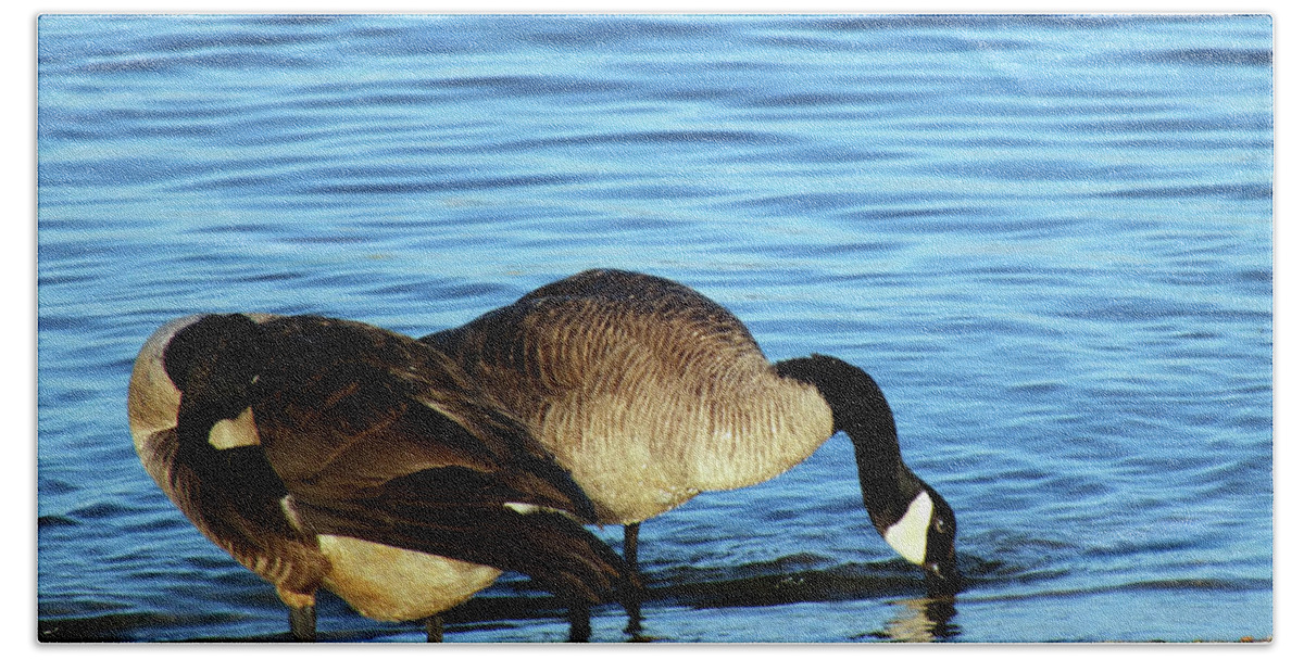 Geese Beach Sheet featuring the photograph Sipping and Preening on the Beach by Kimmary MacLean