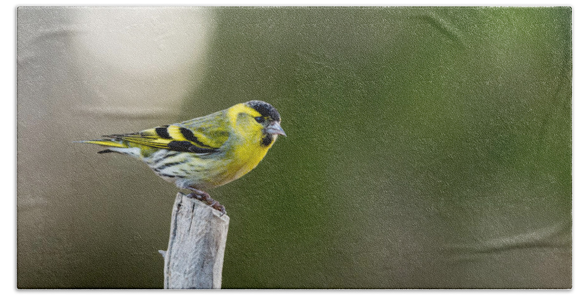Siskin On Top Beach Towel featuring the photograph Siskin on top by Torbjorn Swenelius