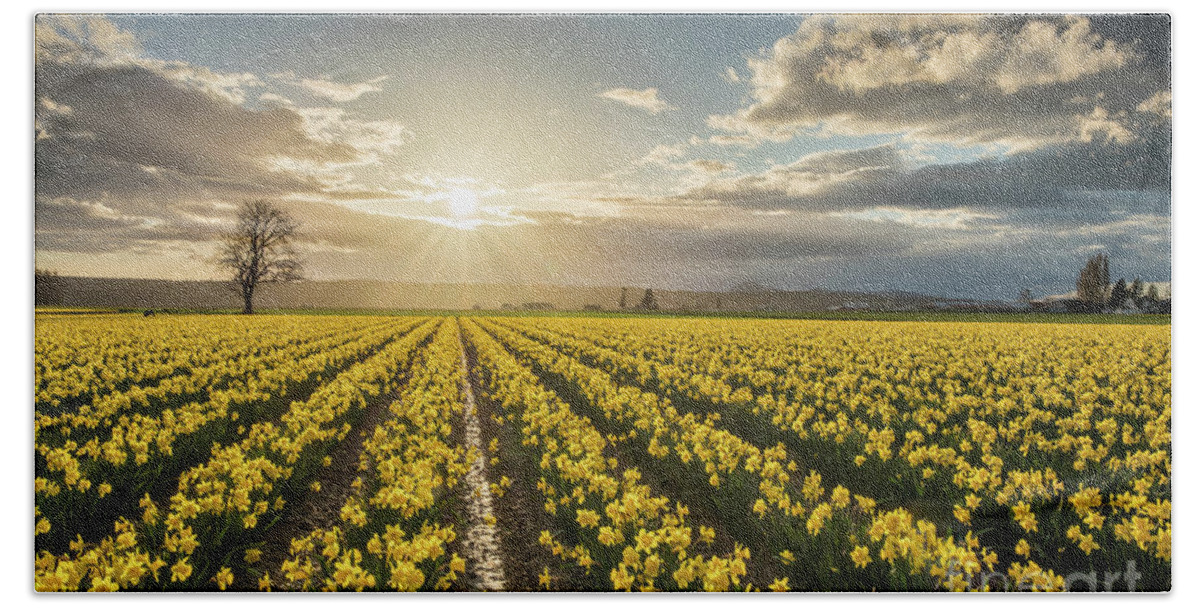 Daffodils Beach Sheet featuring the photograph Skagit Daffodils Bright Sunstar Dusk by Mike Reid