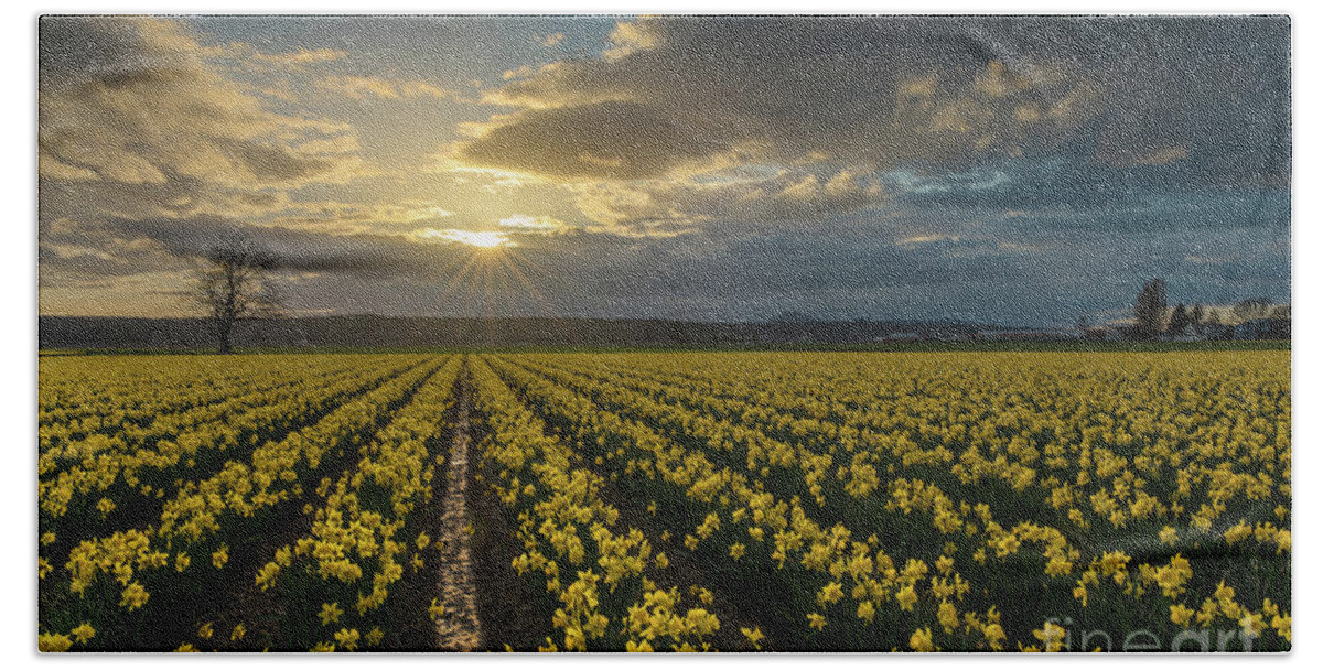 Daffodils Beach Towel featuring the photograph Skagit Daffodils Golden Sunstar Evening by Mike Reid