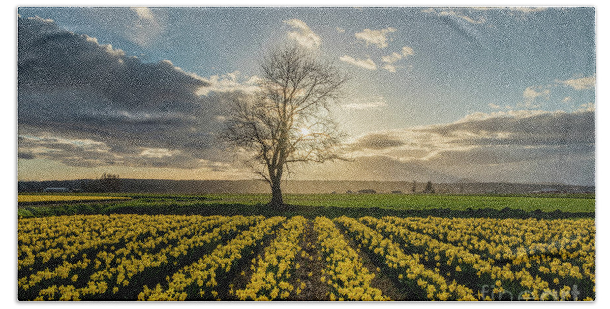 Daffodils Beach Sheet featuring the photograph Skagit Daffodils Lone Tree by Mike Reid