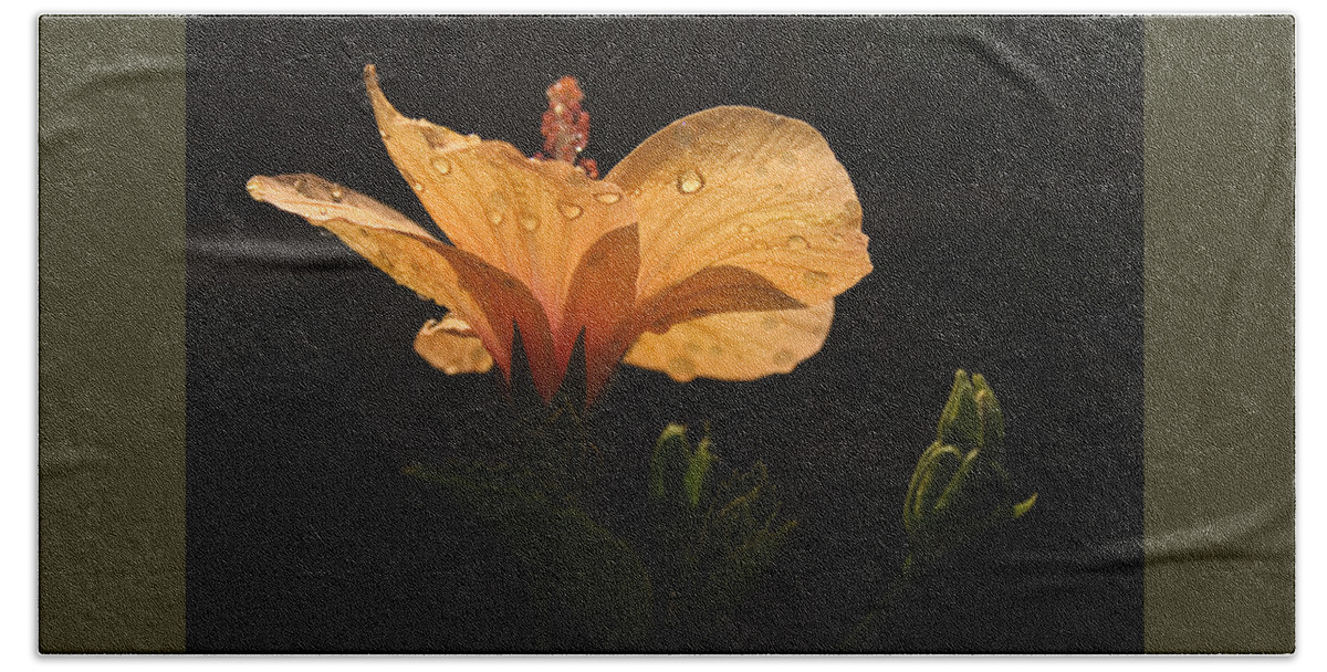 Grace Beach Sheet featuring the photograph SKC 9937 Grace of Hibiscus by Sunil Kapadia