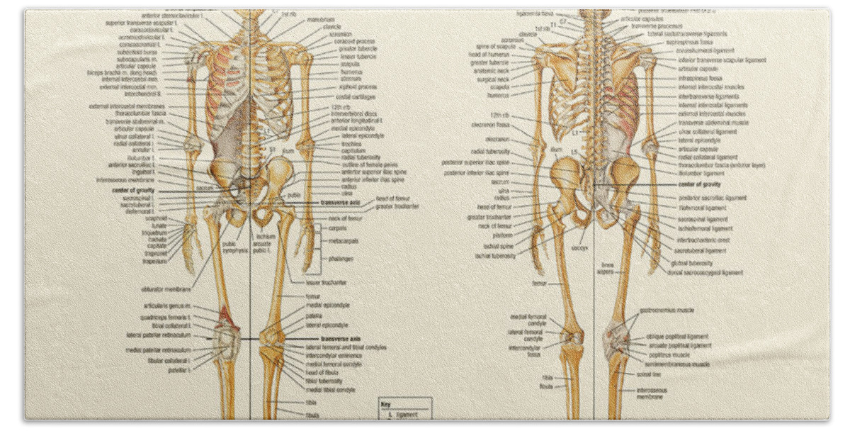 Skeletal Beach Sheet featuring the digital art Skeletal Anatomy by Gina Dsgn