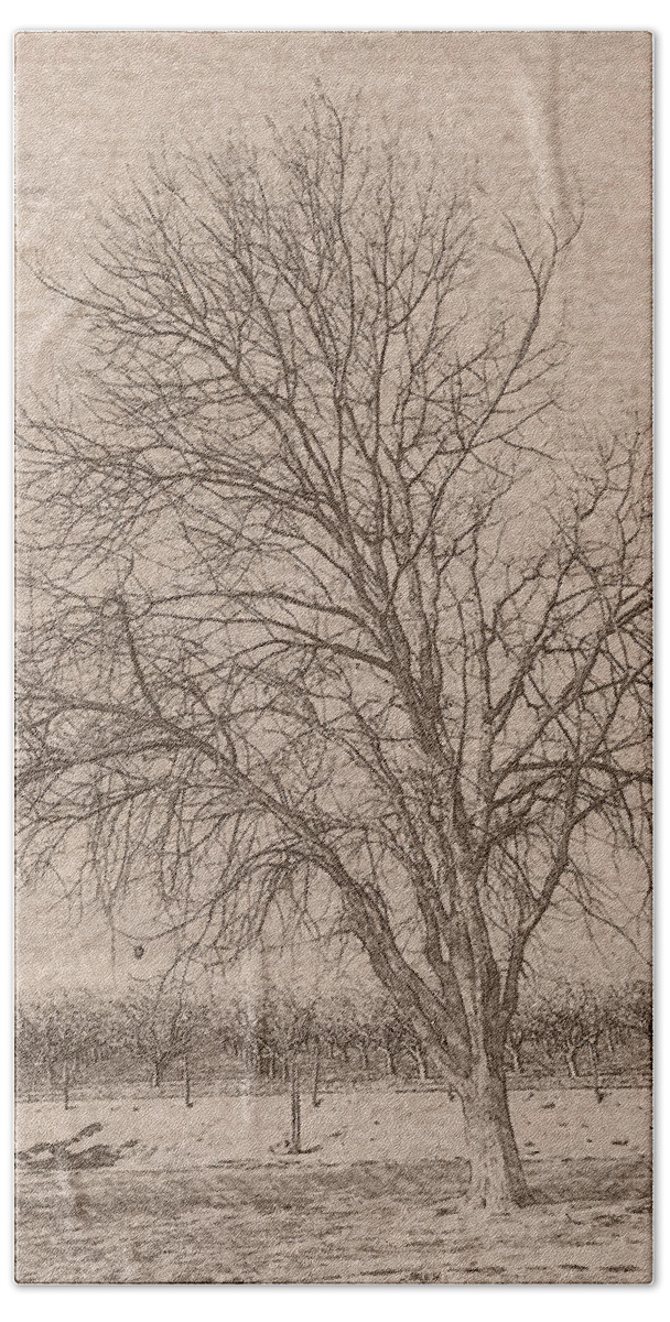 Winter Beach Towel featuring the photograph The Tree by Jonathan Nguyen