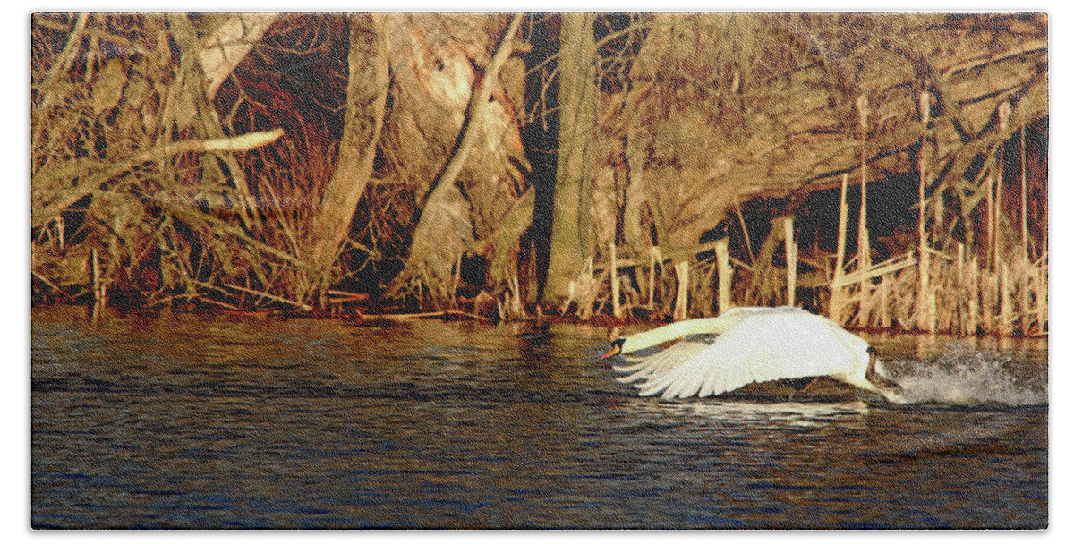Mute Swan Beach Towel featuring the photograph Skimming The Water by Debbie Oppermann