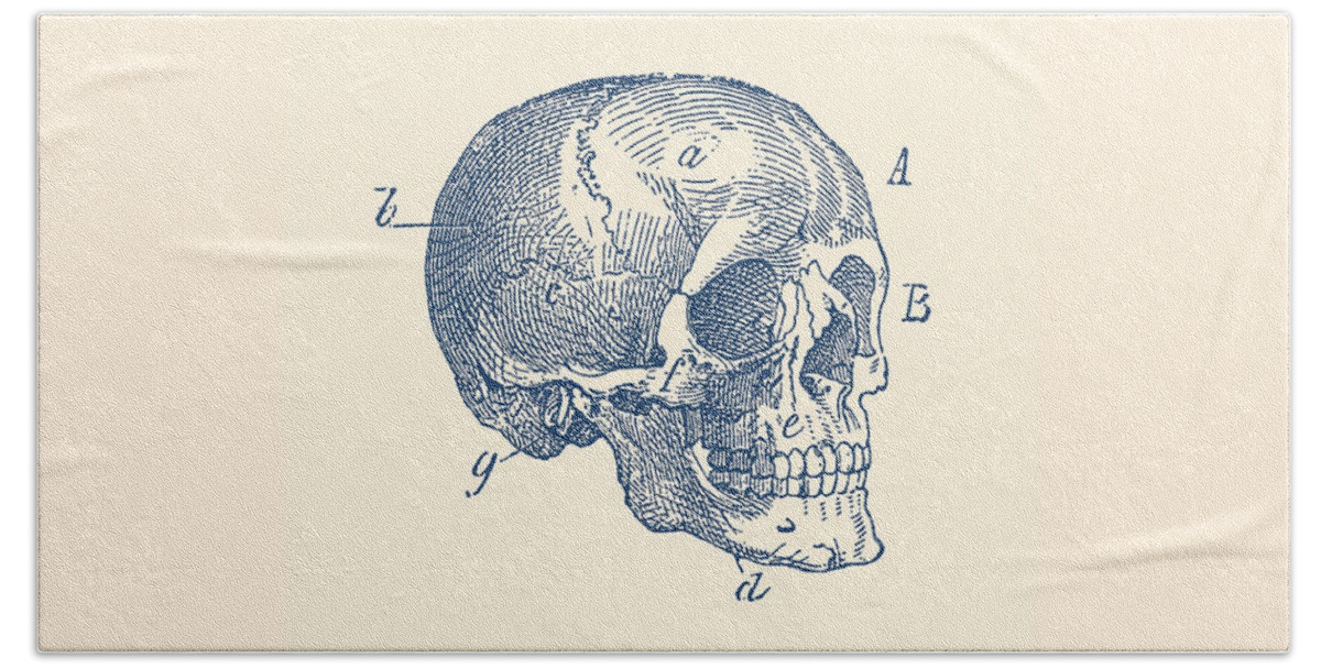 Skeleton Beach Towel featuring the drawing Skull Diagram - Vintage Anatomy Poster by Vintage Anatomy Prints
