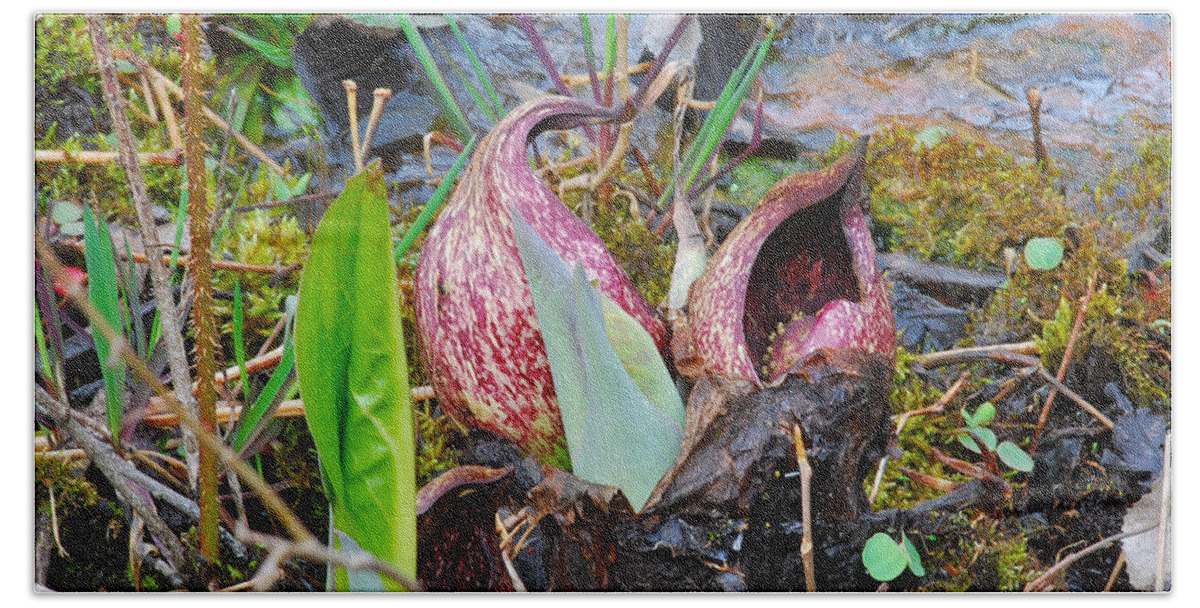 Skunk Cabbage Beach Towel featuring the photograph Skunk Cabbage 2801 by Michael Peychich
