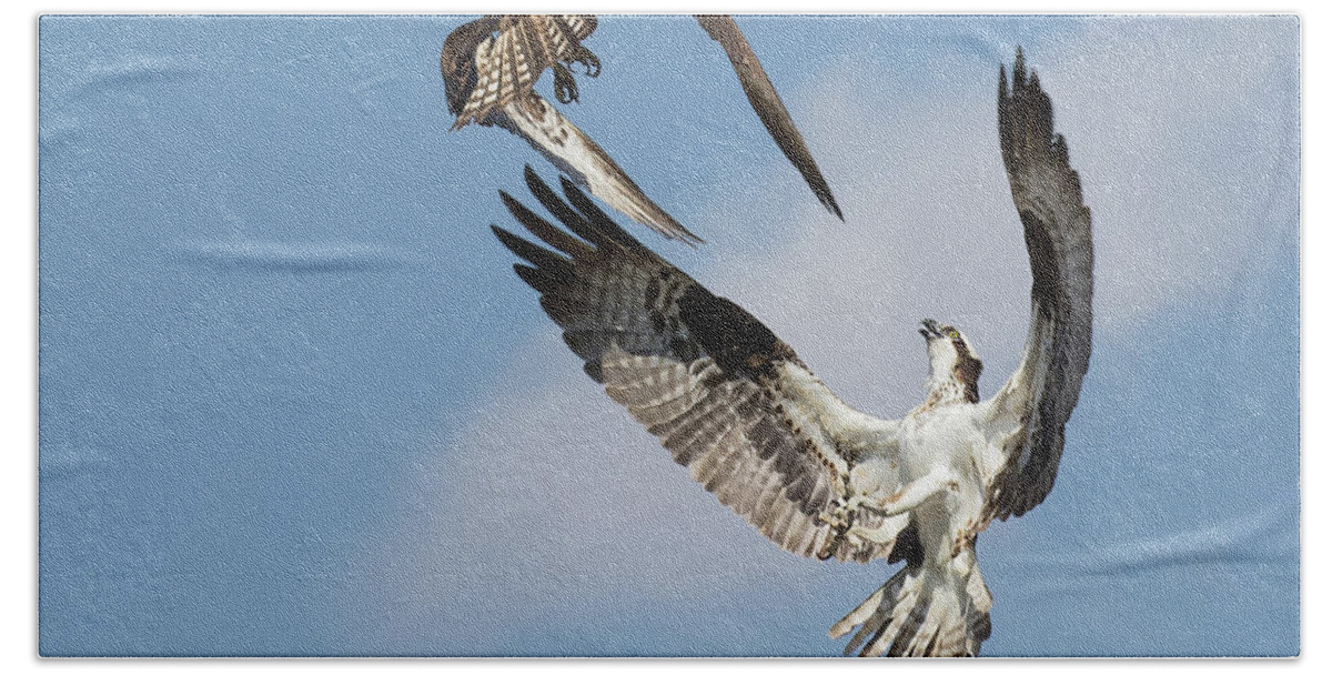 Osprey Beach Towel featuring the photograph Sky Duel by Art Cole