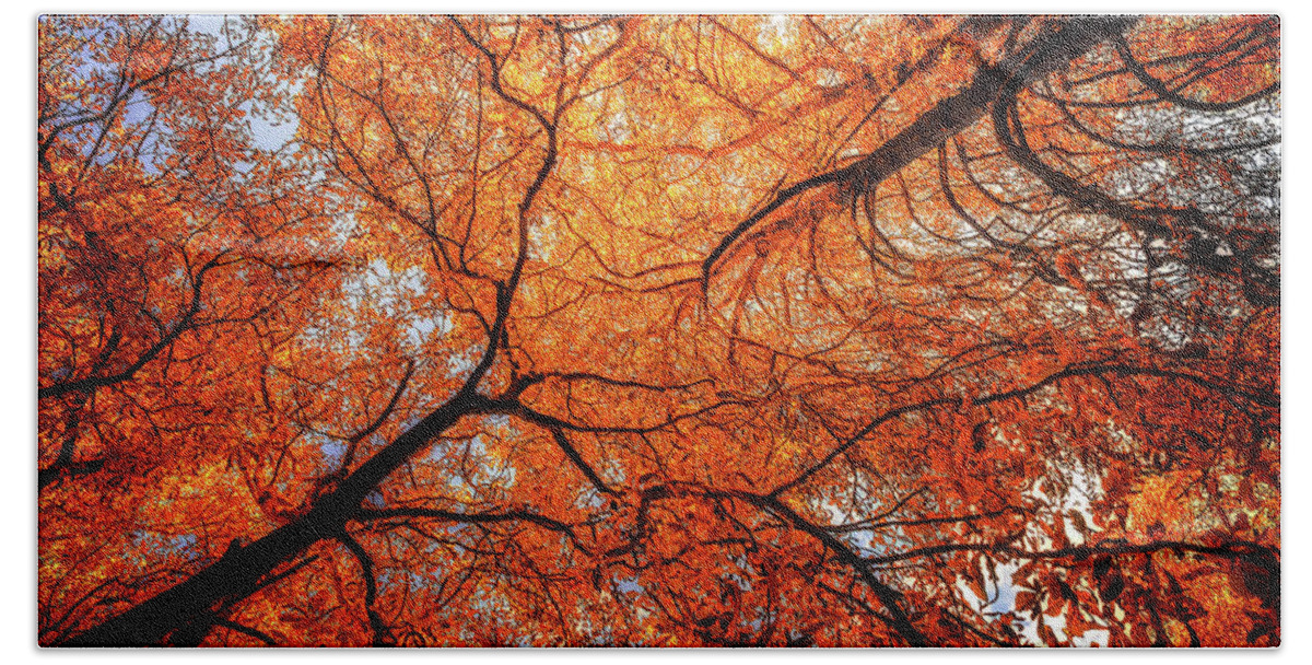 Autumn Pleasure Beach Sheet featuring the photograph Sky Roots in Forest Red by John Williams