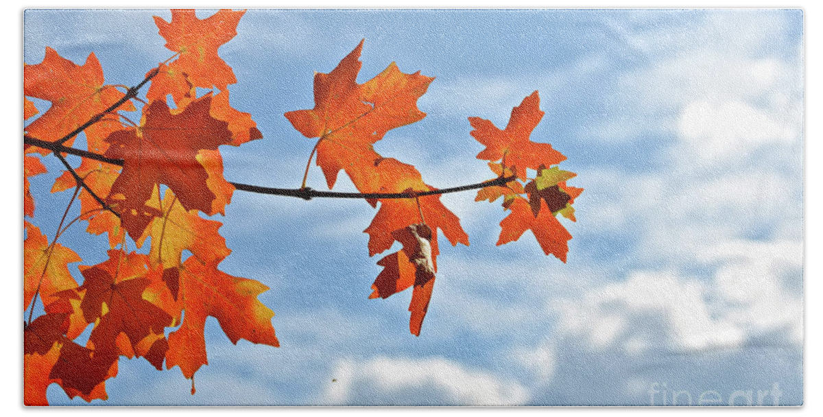Orange Beach Sheet featuring the photograph Sky View with Autumn Maple Leaves by Cindy Schneider