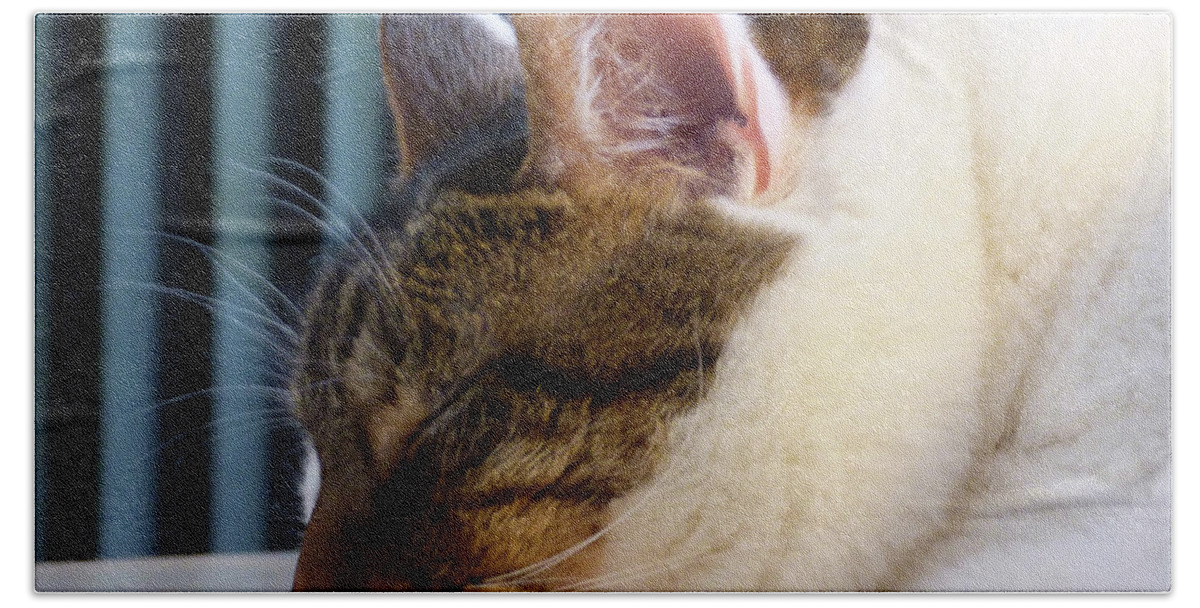 Cat Beach Sheet featuring the photograph Sleeping Cat by Leara Nicole Morris-Clark