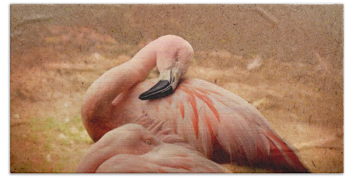 Flamingo's Beach Towel featuring the photograph Sleeping Flamingo's, NC Zoo by Cynthia Wolfe