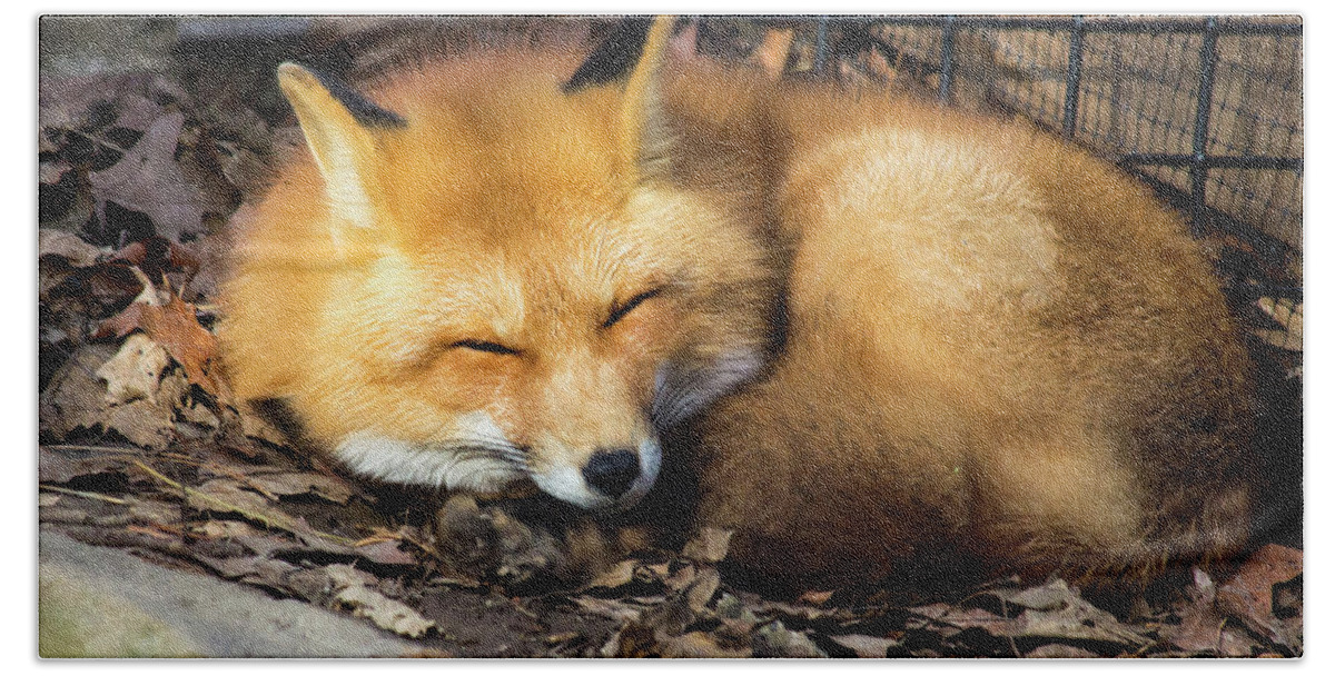 Fox Beach Sheet featuring the photograph Sleeping Fox by David Stasiak