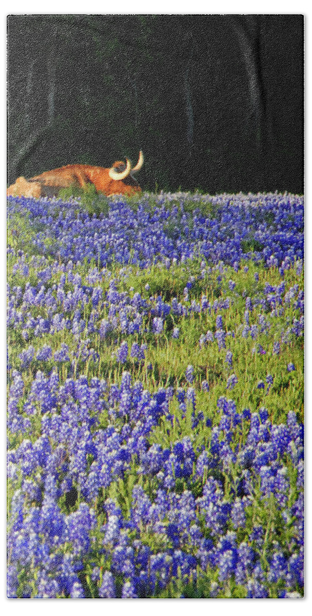 Cow Beach Towel featuring the photograph Sleeping Longhorn in Bluebonnet Field by Ted Keller