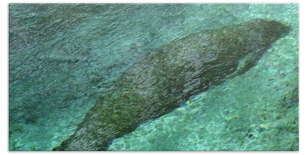 Three Sisters Springs Beach Towel featuring the photograph Sleeping Manatee in Three Sisters Springs by Judy Wanamaker