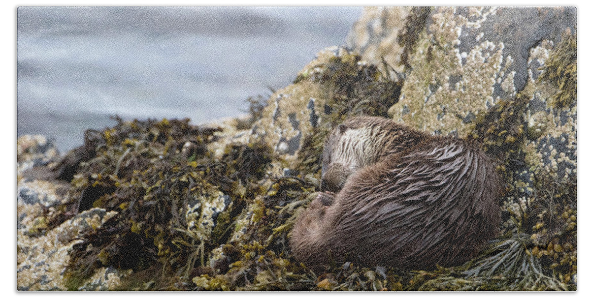 Otter Beach Towel featuring the photograph Sleeping Otter by Pete Walkden