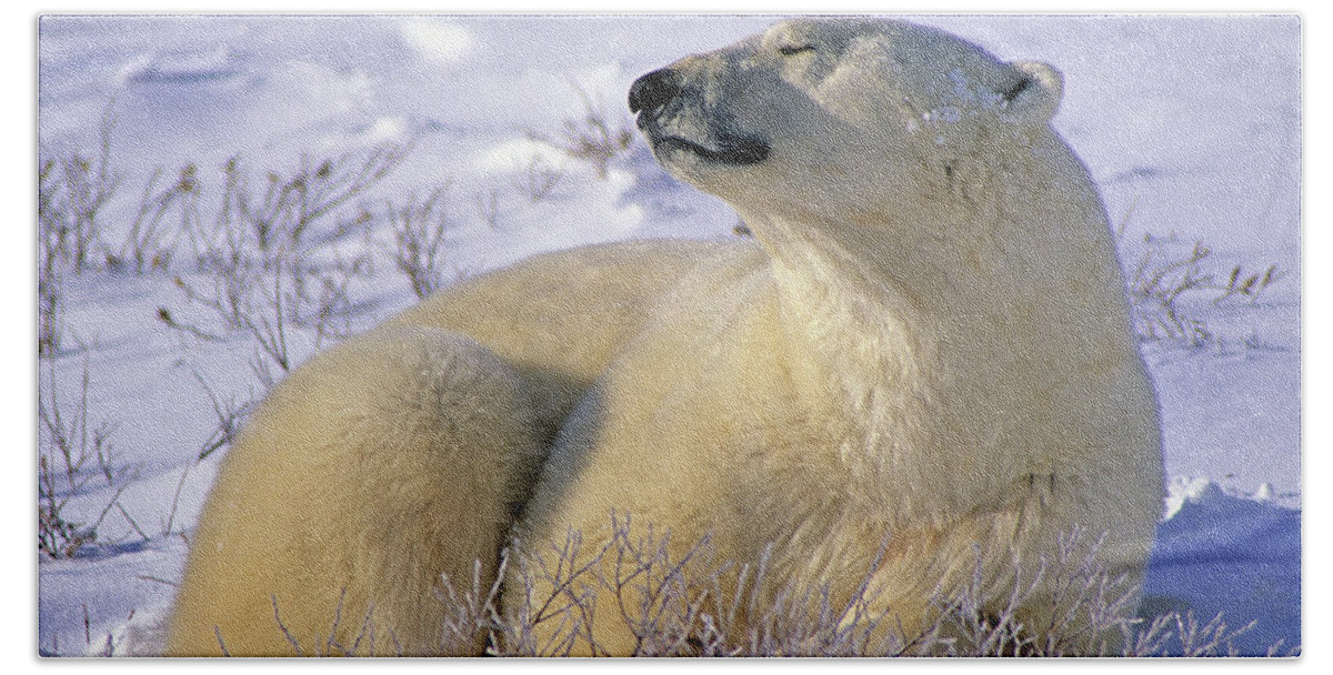 Polar Bear Beach Sheet featuring the photograph Sleepy Polar Bear by Tony Beck