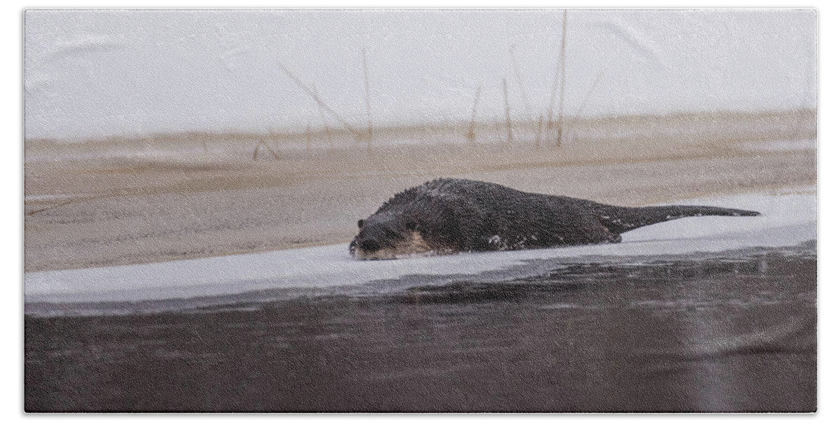 Otter Beach Towel featuring the photograph Slip and Slide by Jody Partin