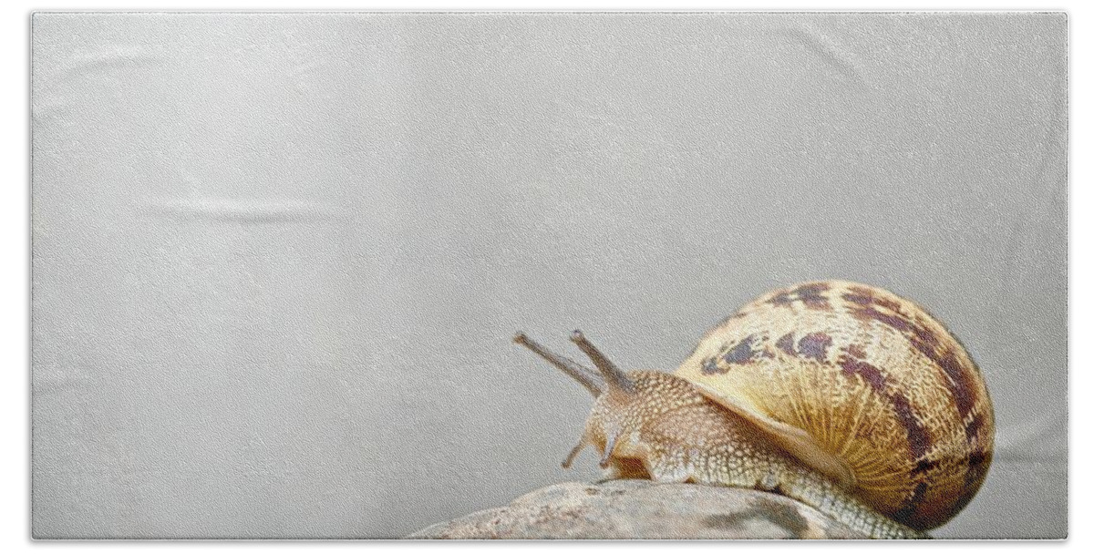 Slug Beach Towel featuring the photograph Snail #1 by Elisabeth Derichs
