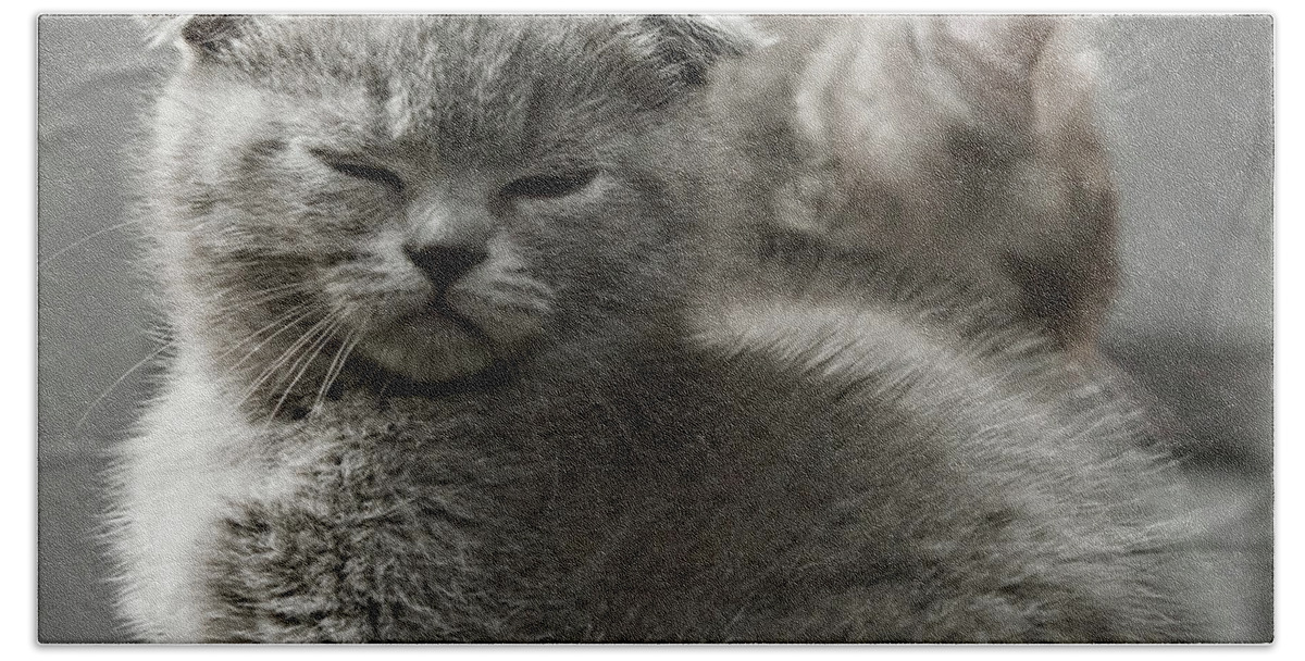 Scottish Fold Cats Beach Sheet featuring the photograph Slumbering Cat by Evgeniy Lankin