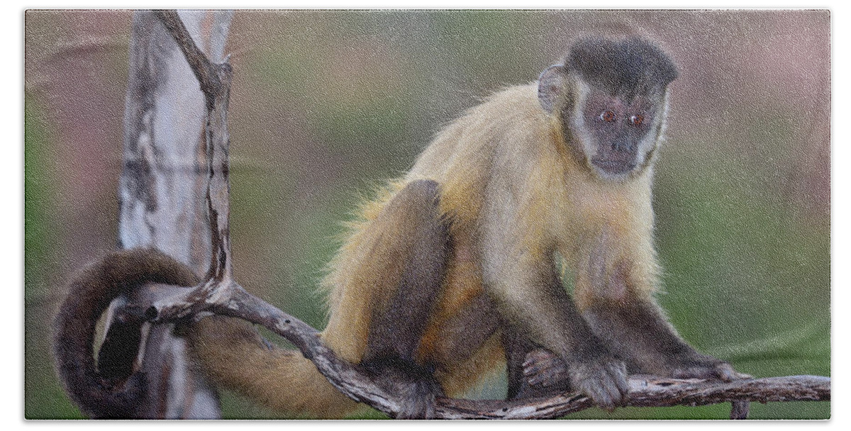 Tufted Capuchin Beach Sheet featuring the photograph Smarty Pants by Tony Beck