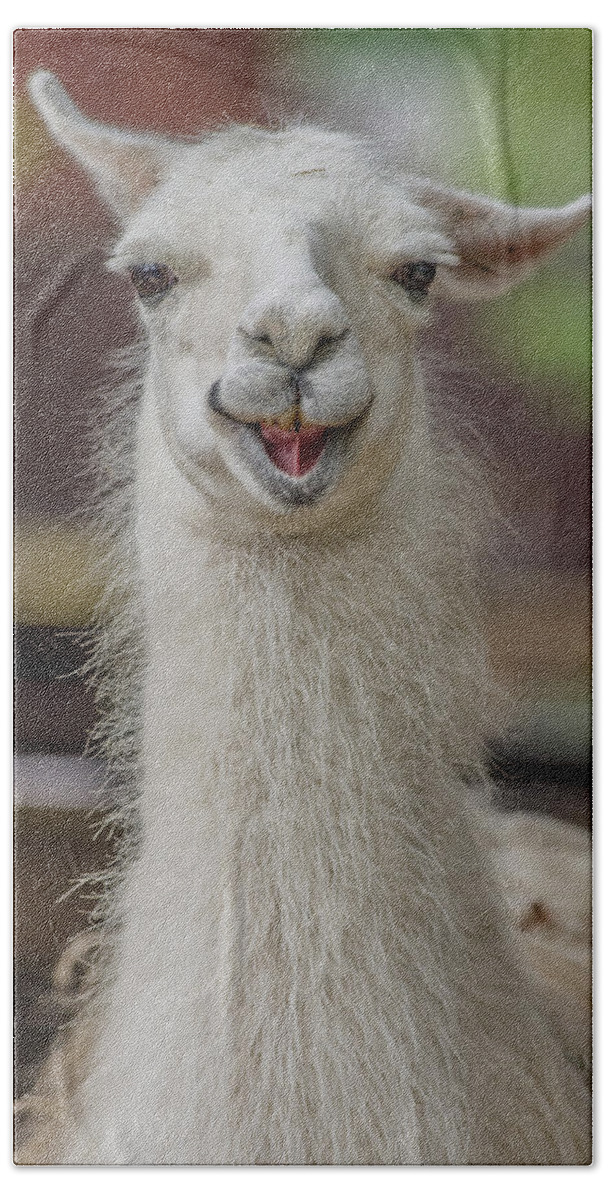 Alpaca Beach Towel featuring the photograph Smiling Alpaca by Greg Nyquist
