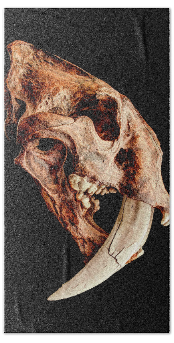 Smilodon Fatalis Beach Towel featuring the photograph Smilodon fatalis Skull 1 by Weston Westmoreland