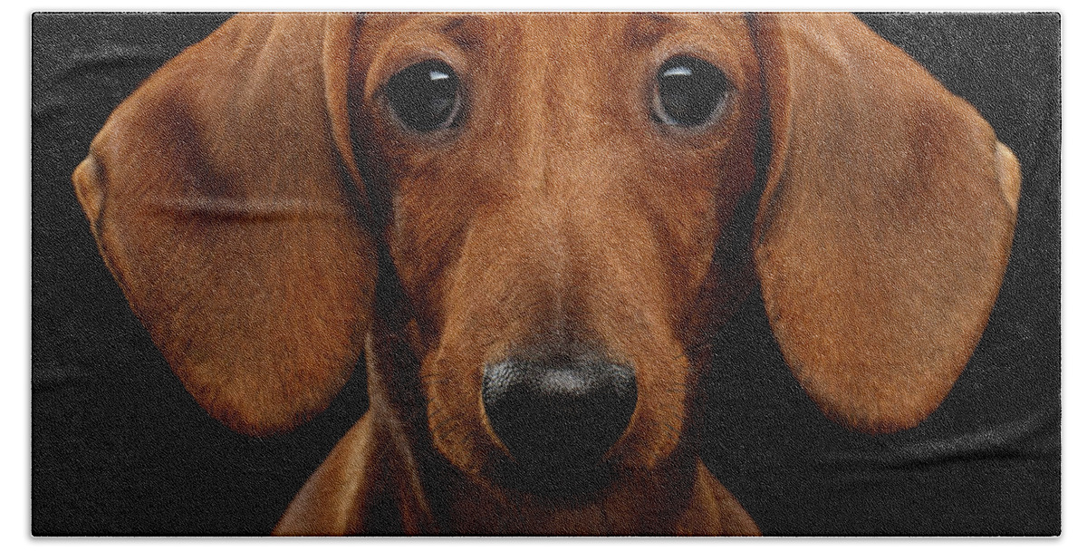 Smooth-haired Beach Sheet featuring the photograph Smooth-haired Dachshund by Sergey Taran