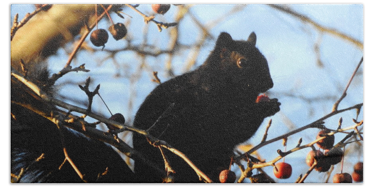 Black Squirrel Beach Sheet featuring the photograph Snack by Betty-Anne McDonald