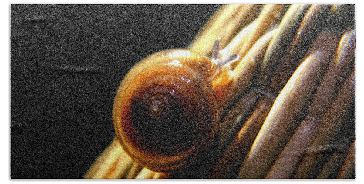Macro Beach Towel featuring the photograph Snail by Todd Blanchard