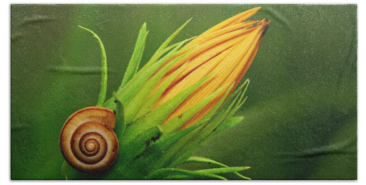 Snail Beach Towel featuring the photograph Snail by Yuri Peress
