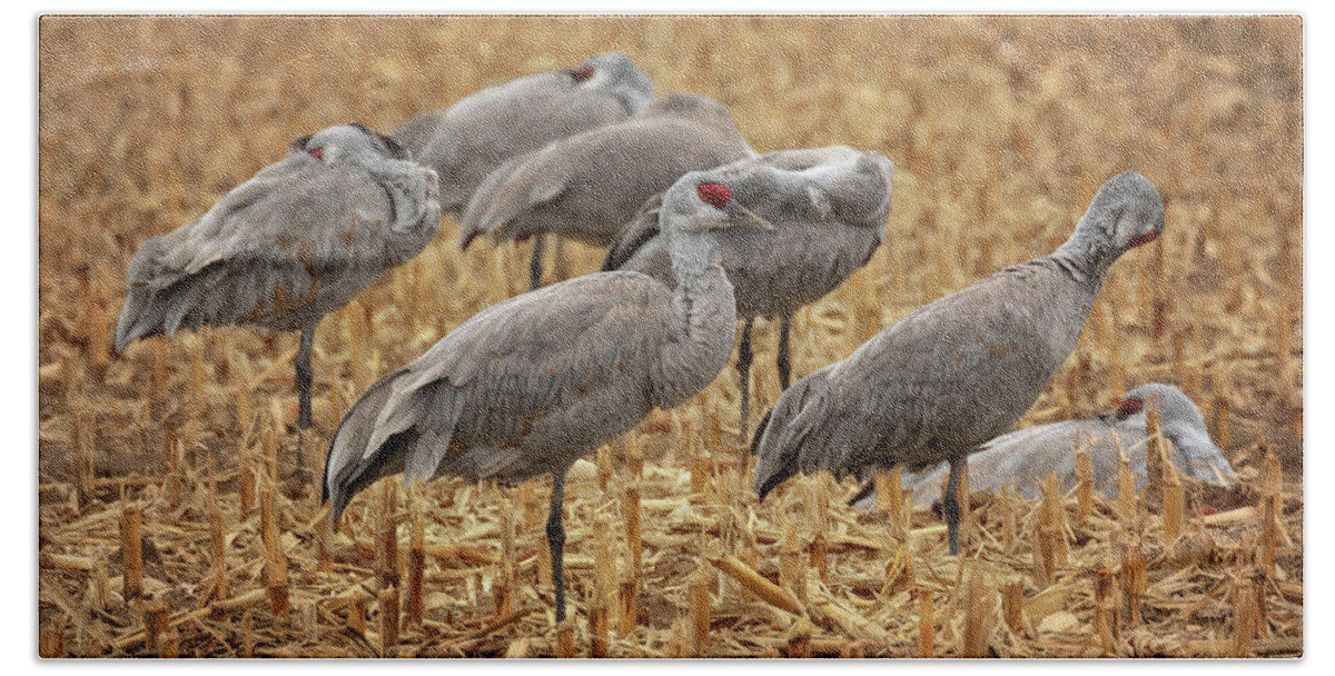 Sandhill Cranes Beach Towel featuring the photograph Snooze Fest by Susan Rissi Tregoning