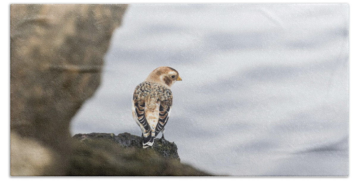 Snow Bunting Beach Towel featuring the photograph Snow Bunting 2017-1 by Thomas Young