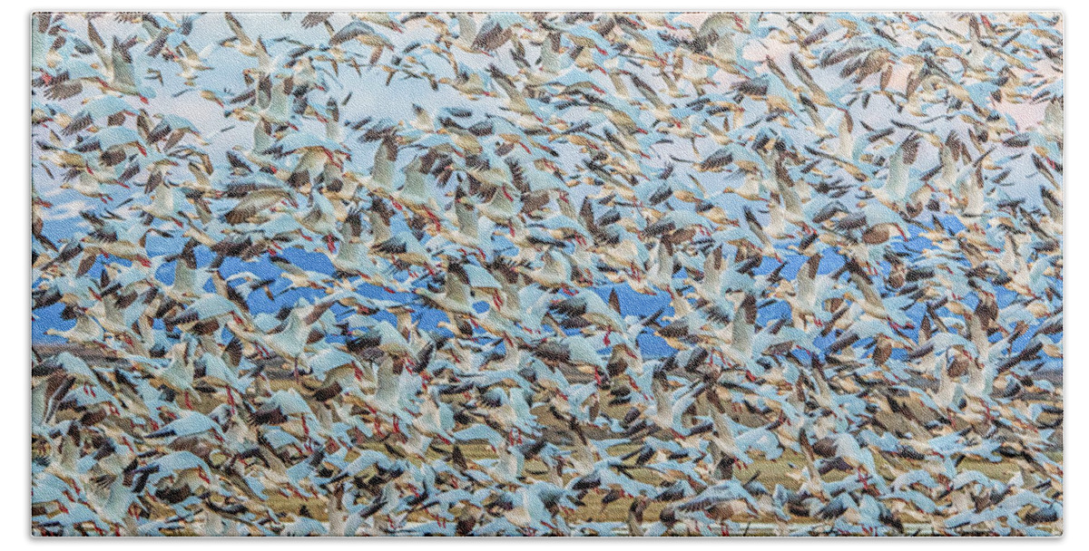 California Beach Sheet featuring the photograph Snow Geese Fly Off by Marc Crumpler
