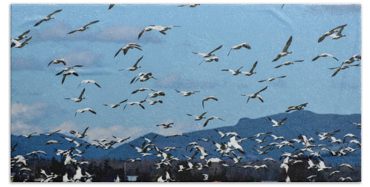 Snow Geese Rising Beach Towel featuring the photograph Snow Geese Rising by Tom Cochran
