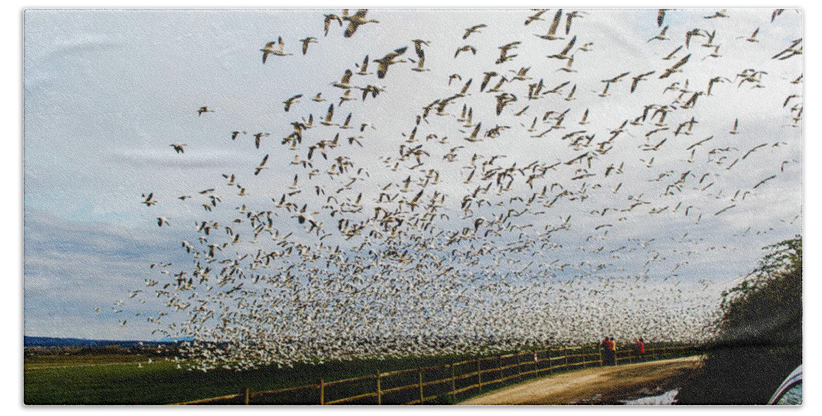 Snow Geese Beach Towel featuring the photograph Snow Geese - Skagit by Hisao Mogi