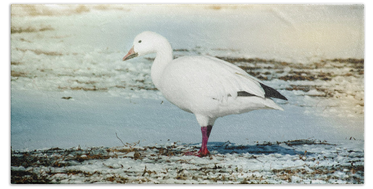 Animal Beach Towel featuring the photograph Snow Goose - Frozen Field by Robert Frederick