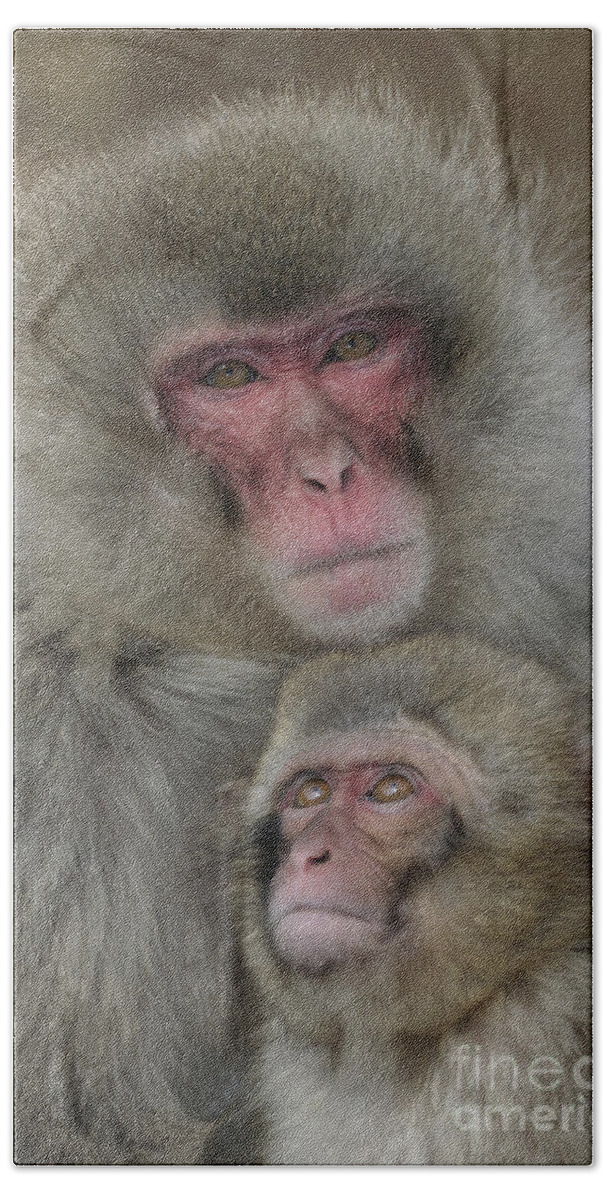 Japanese Macaque Beach Towel featuring the photograph Snow Monkey And Young by Jean-Louis Klein & Marie-Luce Hubert