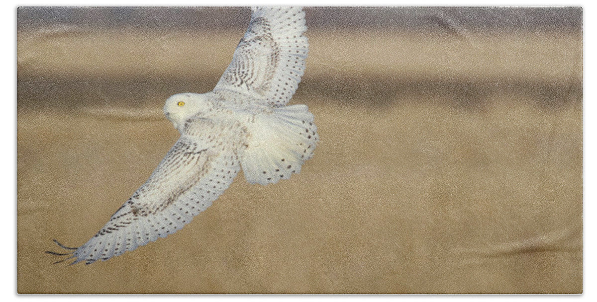 Snowy Owl Beach Towel featuring the photograph Snow Owl Flight 2 by Brook Burling