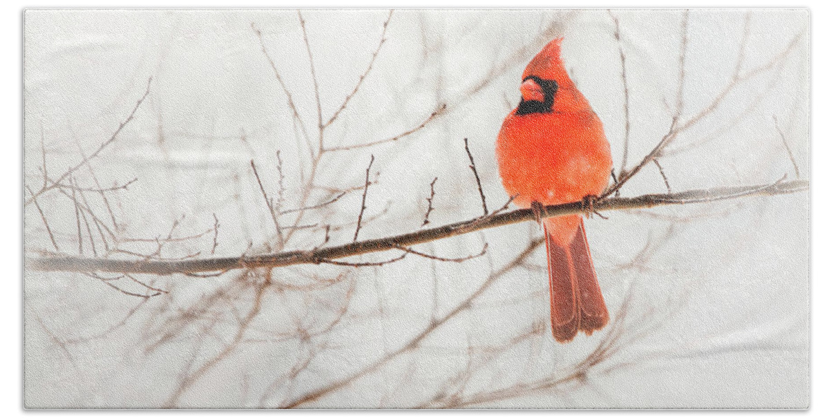 Northern Beach Sheet featuring the photograph Snowy Cardinal by Jack Nevitt