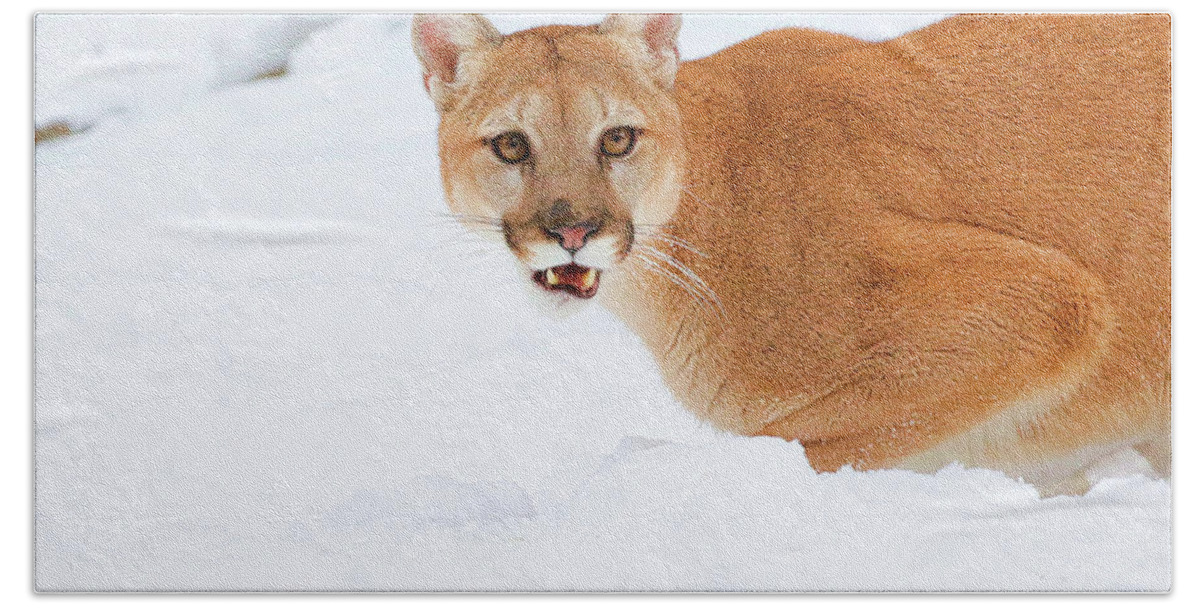 Cougar Beach Towel featuring the photograph Snowy Cougar by Steve McKinzie
