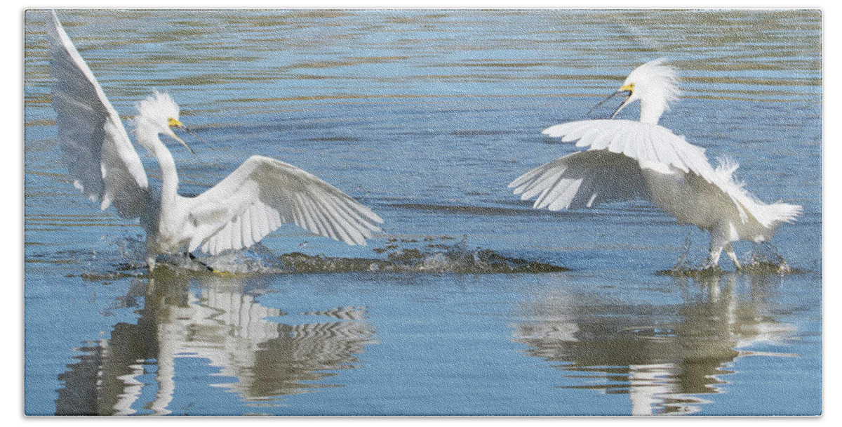 Snowy Beach Towel featuring the photograph Snowy Egret Fight 3623-112317-1cr by Tam Ryan