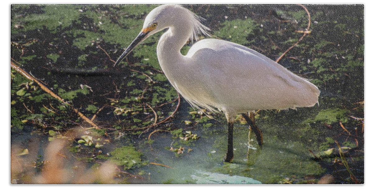 Wildlife Beach Towel featuring the photograph Snowy Egret II by Steph Gabler