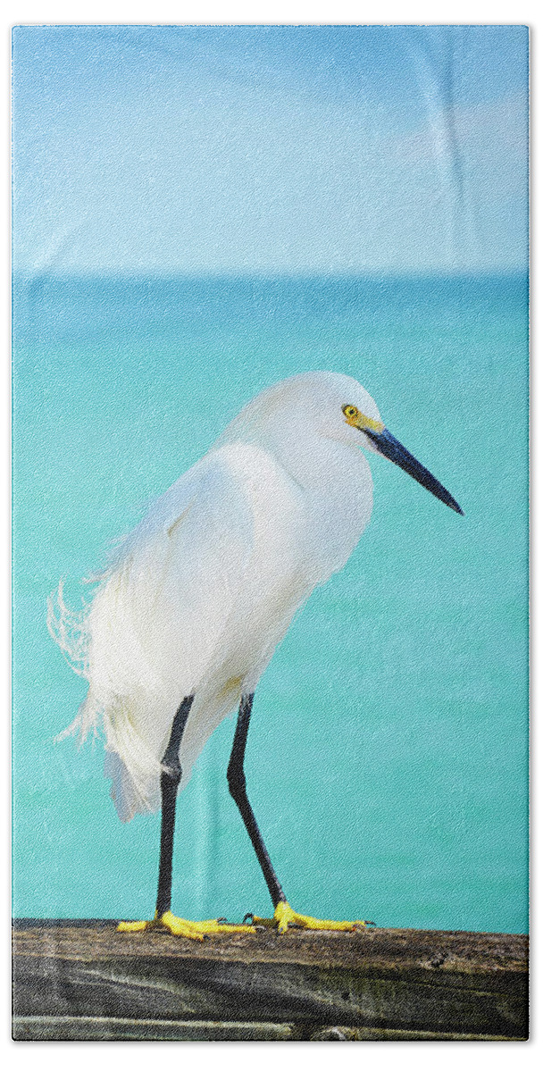Bird Beach Towel featuring the photograph Snowy Egret by Jennifer Wright