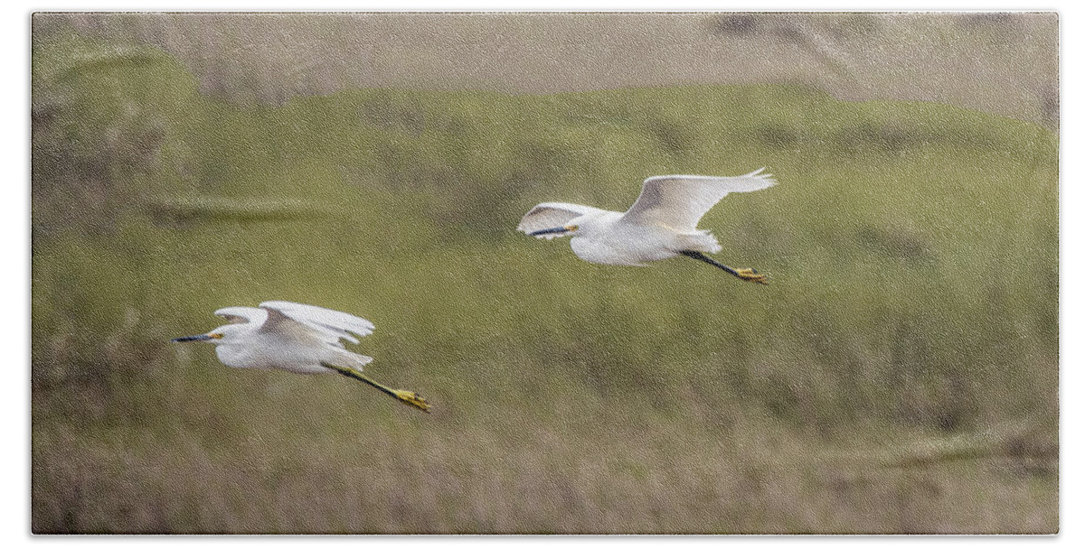Snowy Egret Beach Sheet featuring the photograph Snowy egret pair flying across a plain by William Bitman
