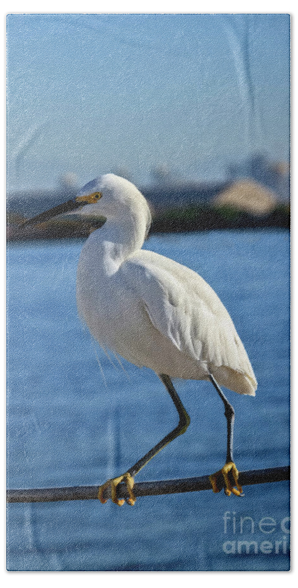 White Beach Towel featuring the photograph Snowy Egret Portrait by Robert Bales