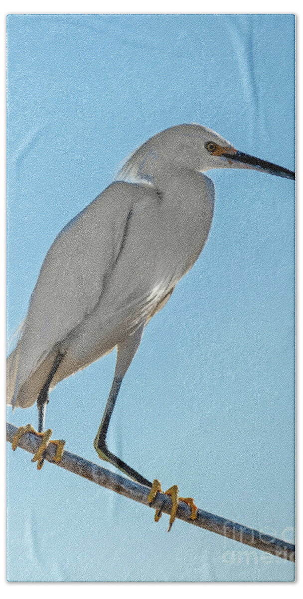White Beach Sheet featuring the photograph Snowy Egret by Robert Bales